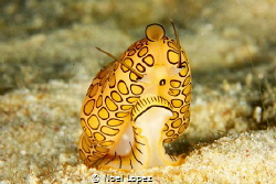 flamingo tongue conch, canon 5D mark III, canon lens 100 ... by Noel Lopez 